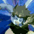 05.gif